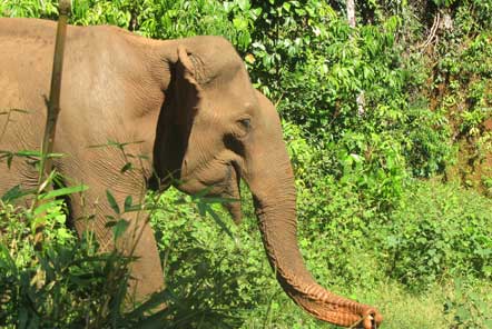 Freely roaming elephant 