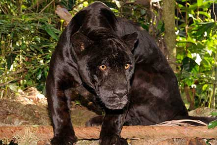 Black jaguar