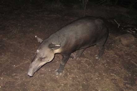 Tapir on night tour