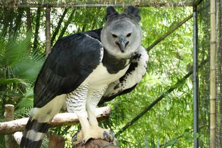 Harpy eagle