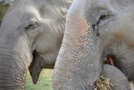 Two newly rescued elephants are reunited