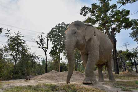 Newly rescued elephant from an elephant camp