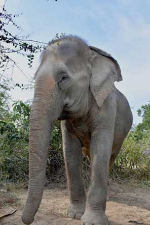 Elephant exploring her new surroundings