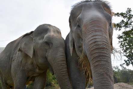 Elephant friends are reunited