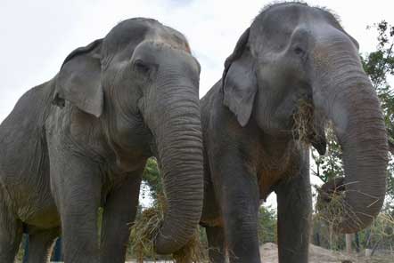 A happy ending at the Elephant Care centre