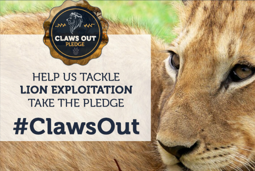 Pod are proudly supporting the ClawsOut lion campaign!