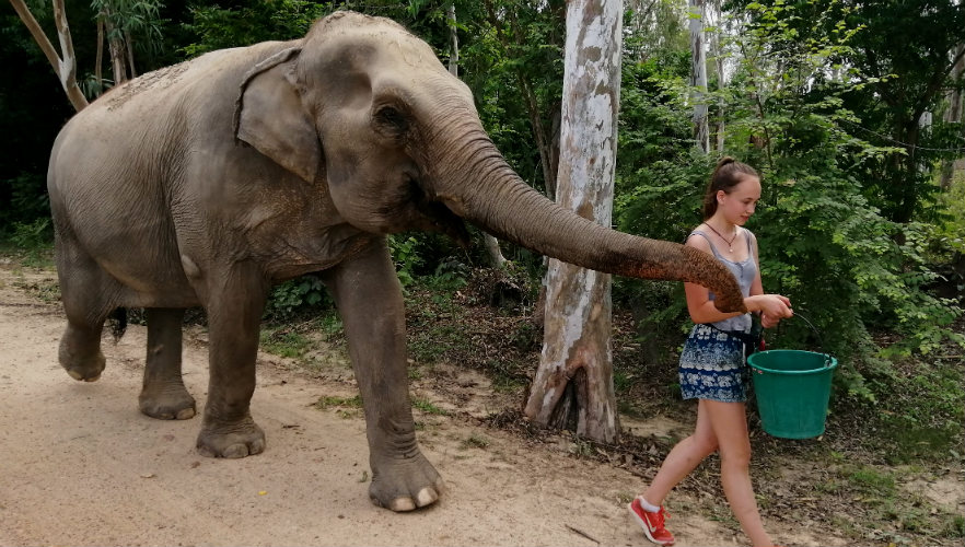 Rescued elephant in Thailand