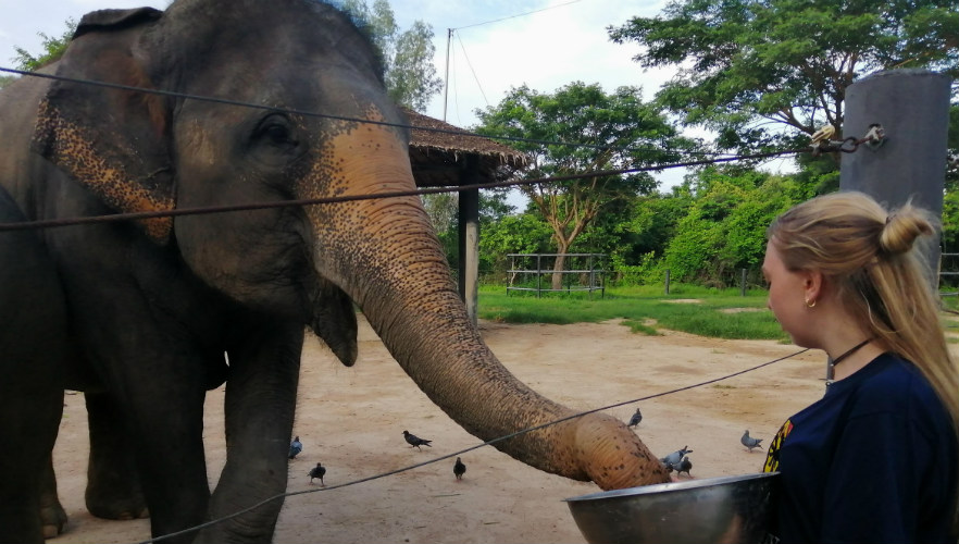 Feeding elephants in Thailand