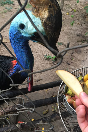 Feeding bird