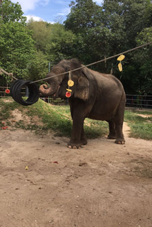 Elephant in Thailand