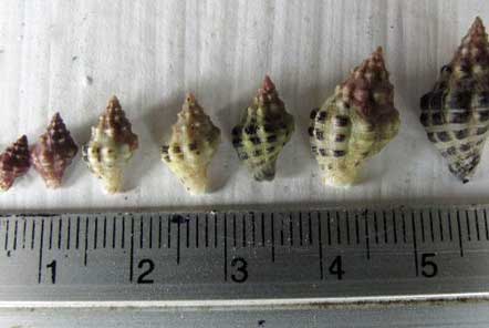 Variation of sizes found in Koh Tao