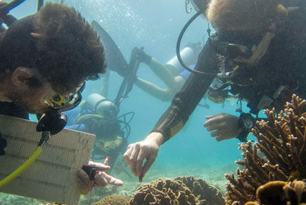 Volunteers collecting drupella snails