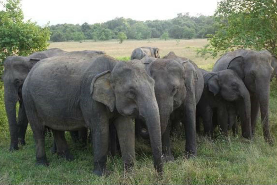 Reducing human-elephant conflict - using an Elephant-friendly bus!