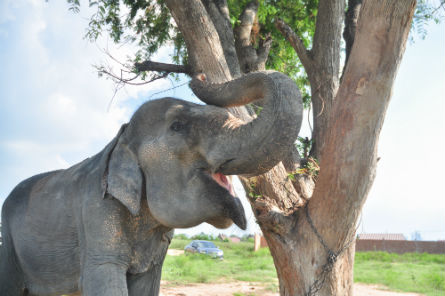 Elephant eating leaves from a tree