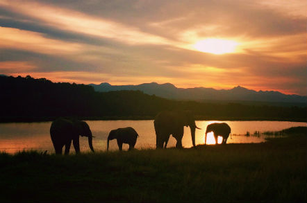 Elephants at sunset by the lake