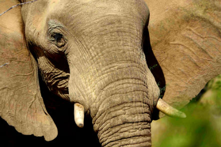 Close up of an elephant's face