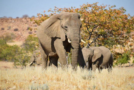 Elephant with two baby elephannts by a tree