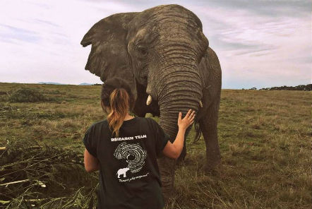 Volunteer with her hand on an elephant trunk 