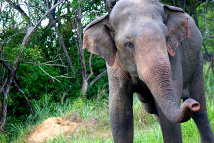 Elephant amonst the tress lifting its trunk slightly 