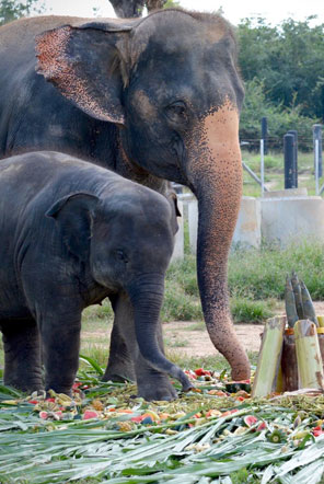 Elephants enjoying the fruity treats