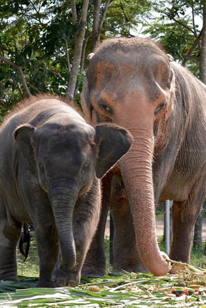 Pin and Pun at the Elephant Care sanctuary in Thailand