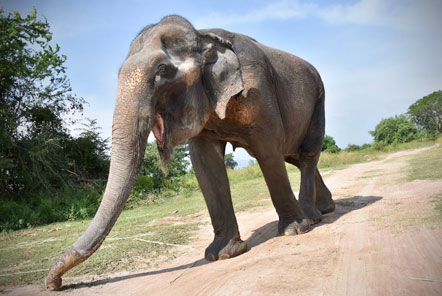 Malai Gun - a new elephant in the herd