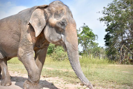 Malai Gun at the Elephant Care project in Thailand