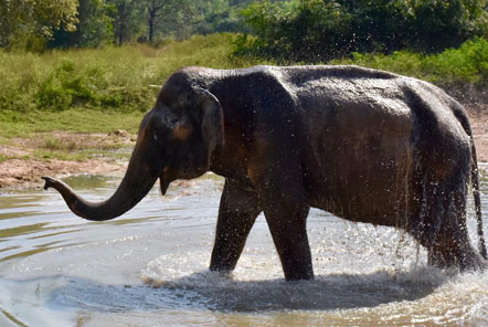 Malai Gun enjoying a mud bath