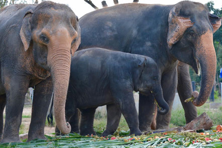 An exciting end to 2016 at our Elephant Care project