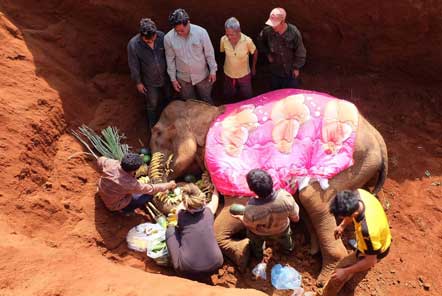 Traditional elephant burial