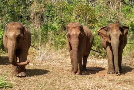 Elephants in the forest