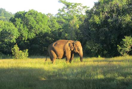 Pod Charity Grant to the Elephant Conservation project