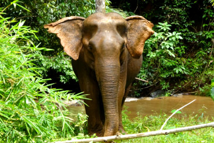 Elephant coming out of water