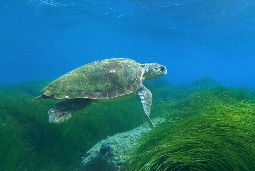 New Marine and Coastal Conservation project