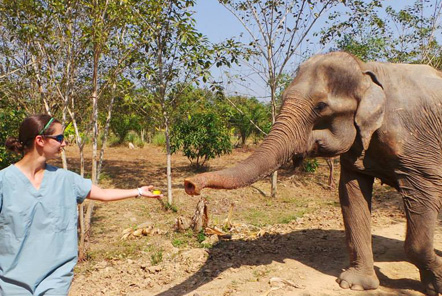 Elephant Care in Thailand