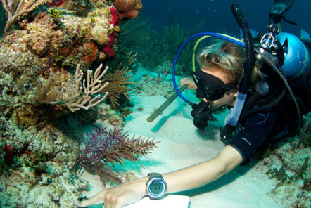 Reef Conservation in Belize