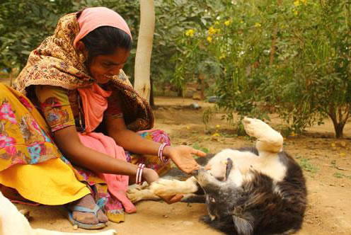 India Animal Rescue