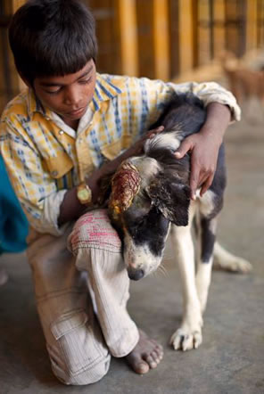 India Animal Rescue