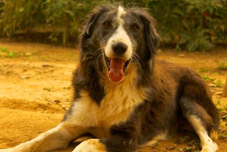 Dog Rescue in India thanks to 9 year old boy