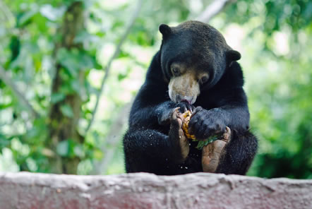 Volunteer with bears in Thailand