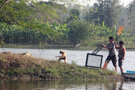 Volunteer with monkeys in Thailand