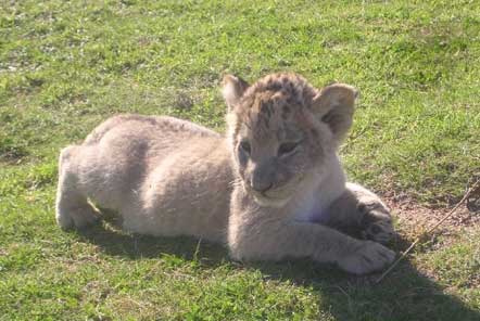 Lion cub