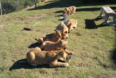 Lion cubs