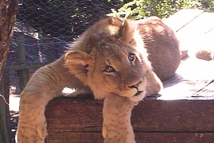 Lion cub