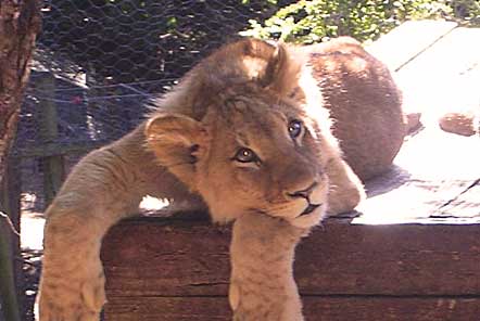 Lion cub