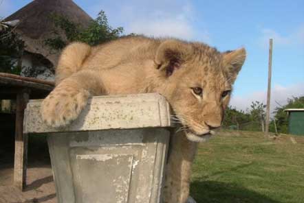 Why does Pod Volunteer not offer opportunities to volunteer with lion cubs?