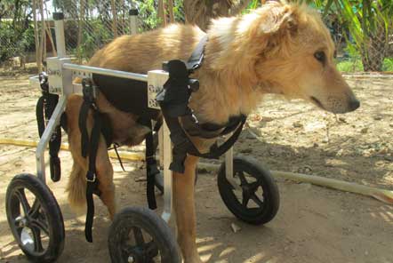 Paralysed dogs are able to run with the help of wheels