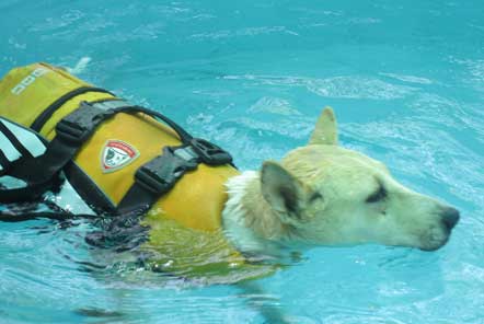 Paralysed dog in hydrotherapy pool