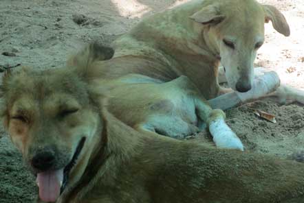 Dogs basking in the sun