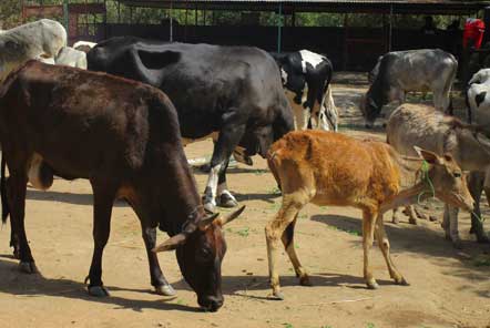 Lucy’s experience at the Animal Rescue project in India